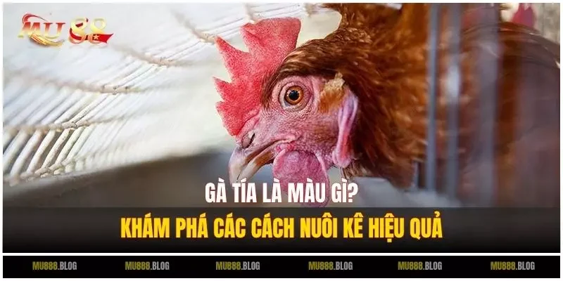 gà tía là màu gì