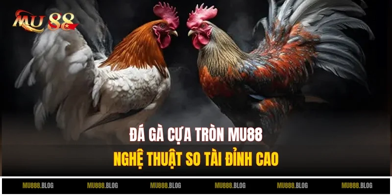 đá gà cựa tròn