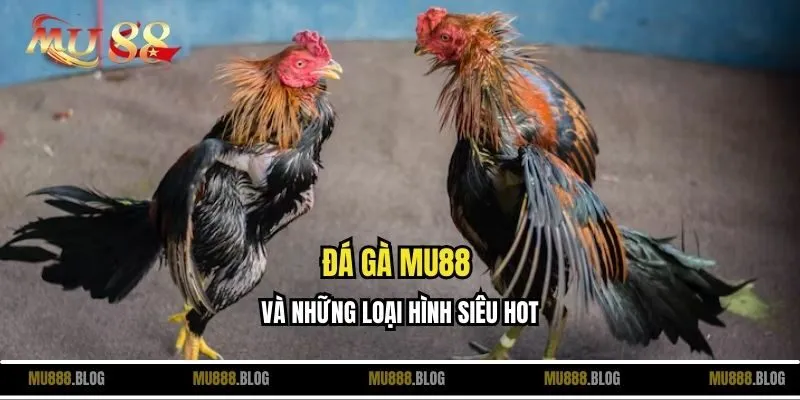 Đá gà MU88 và những loại hình siêu hot