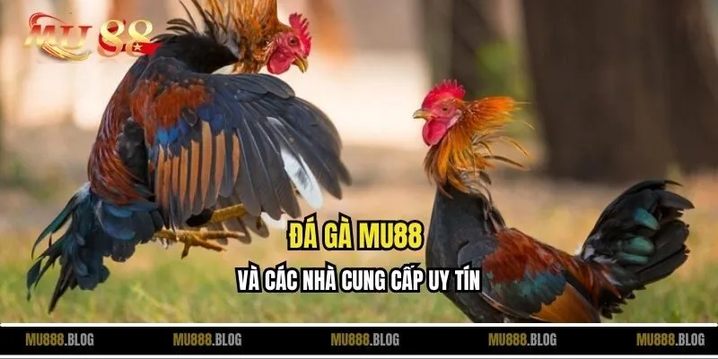 Đá gà MU88 và các nhà cung cấp uy tín