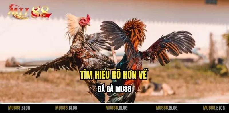 Tìm hiểu rõ hơn về đá gà MU88