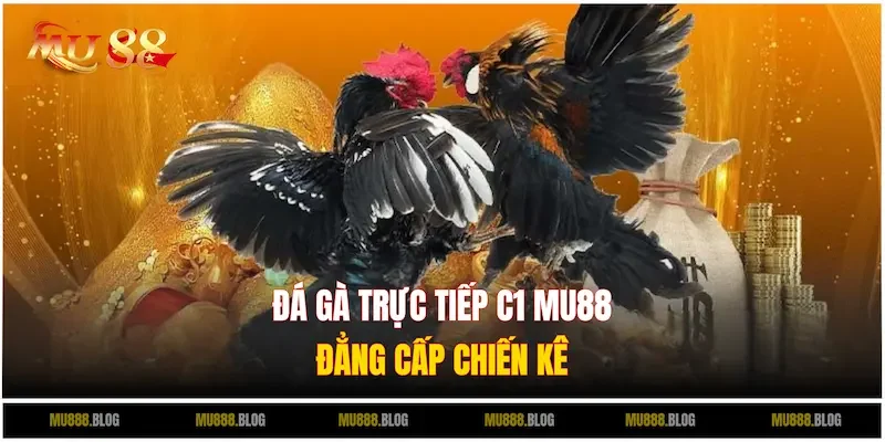 Đá gà trực tiếp C1