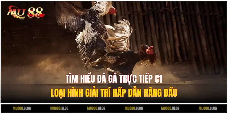 Tìm hiểu chi tiết về loại hình Đá gà trực tiếp C1