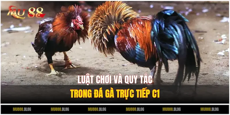 Tìm hiểu về luật chơi và quy tắc chính trong Đá gà trực tiếp C1