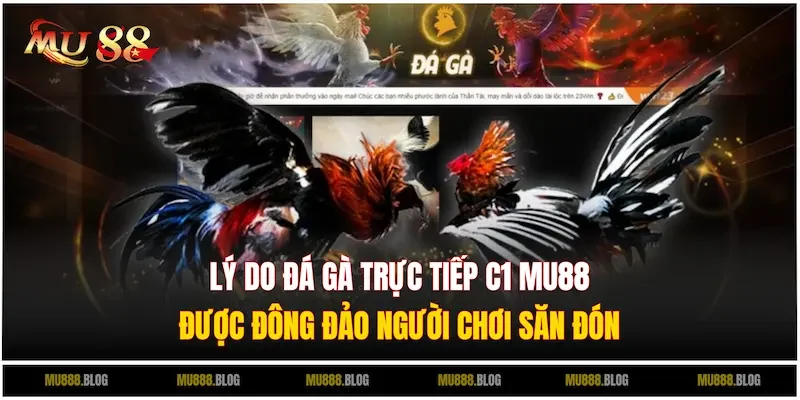 Khám phá những điều hấp dẫn trong Đá gà trực tiếp C1 tại MU88