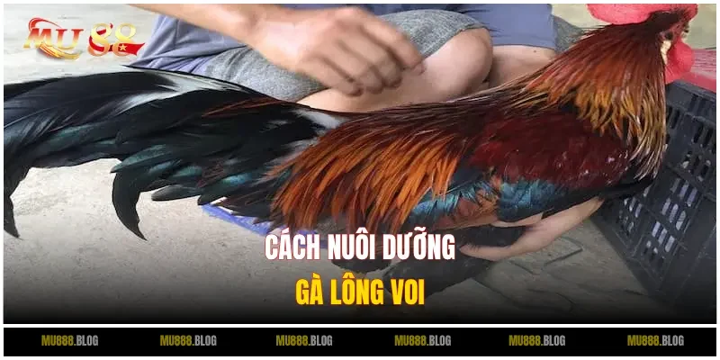 Hướng dẫn cách chăm sóc gà chiến hiệu quả