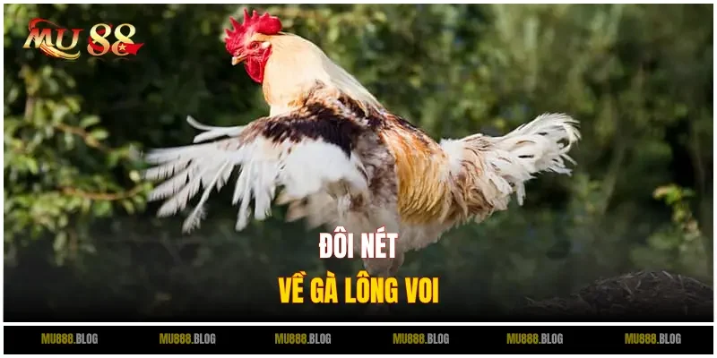 Đôi nét về gà lông voi