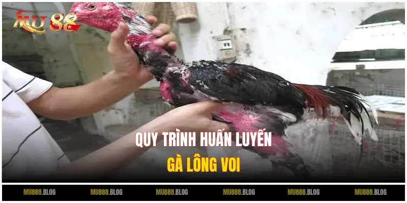 Quá trình huấn luyện gà lông voi thích hợp
