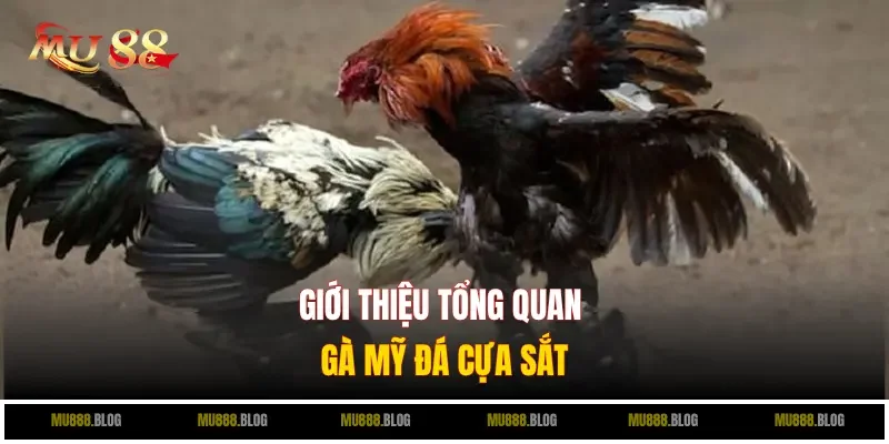 Gà Mỹ đá cựa sắt