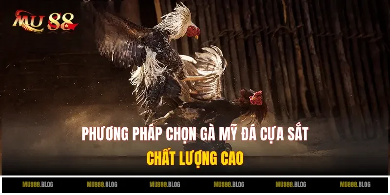 Phương pháp chọn gà Mỹ đá cựa sắt chất lượng