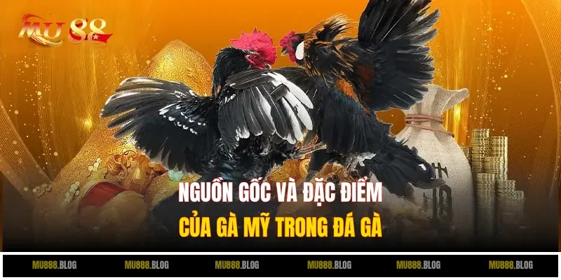 Nguồn gốc và đặc điểm của gà Mỹ trong đá gà