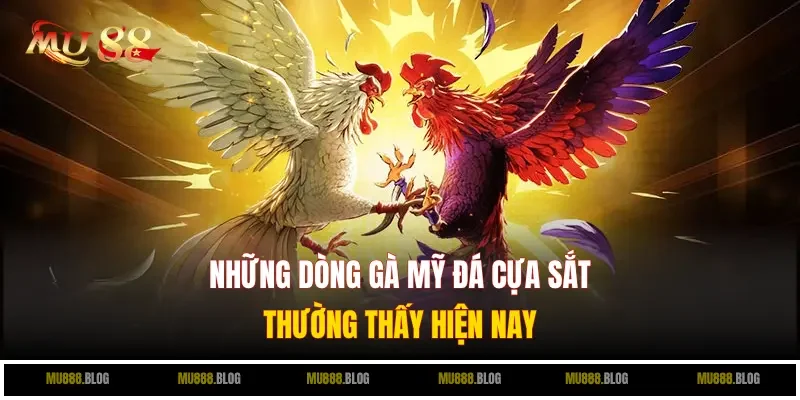 Những dòng gà Mỹ đá cựa sắt thường thấy