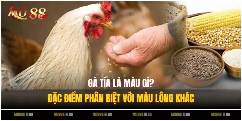 Gà tía là màu gì? Đặc điểm phân biệt với màu lông khác