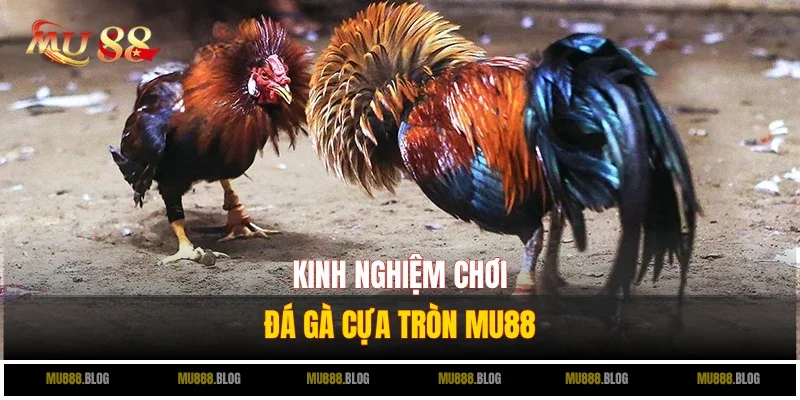 Kinh nghiệm quý giá dành cho dân mê đá gà cựa tròn