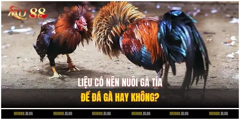 Liệu có nên nuôi gà tía để đá gà hay không?