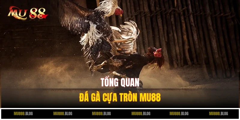 Một số thông tin thú vị về đá gà cựa tròn