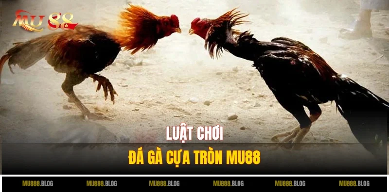Tần tần tật luật chơi đá gà cựa tròn bạn cần biết