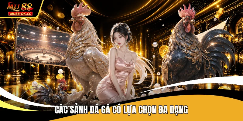 Các sảnh đá gà có lựa chọn đa dạng