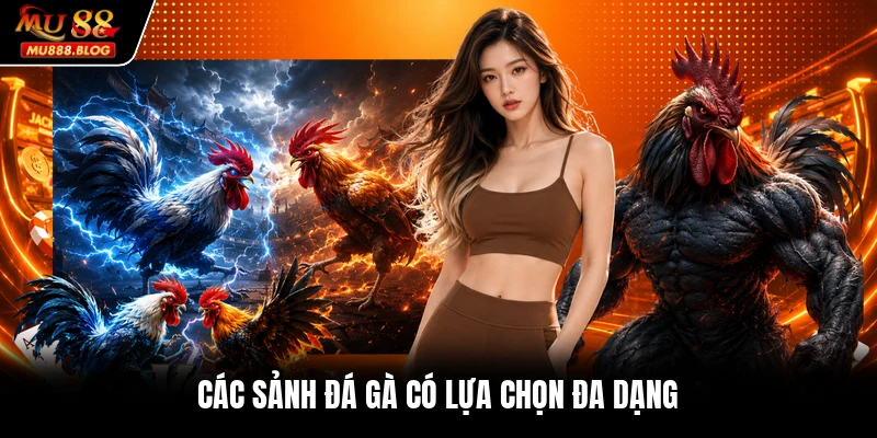 Các sảnh đá gà có lựa chọn đa dạng