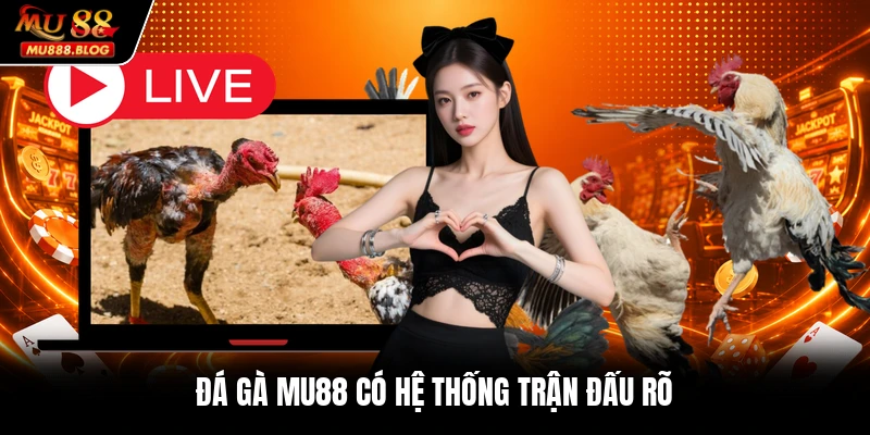 Đá gà MU88 có hệ thống trận đấu rõ